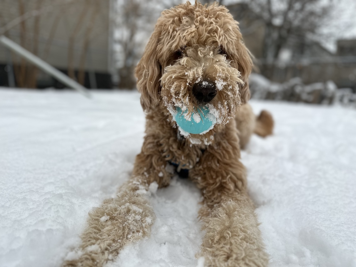 Toby the dog